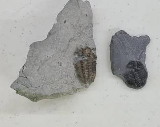 Elrathia Trilobite Fossils on matrix 3 1/2"