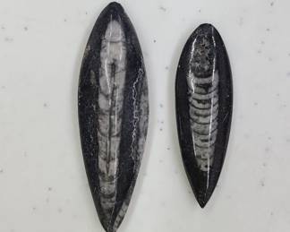 Orthoceras cephalopod fossils 2" and 1 3/4"