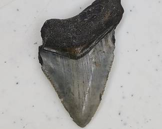 Megalodon Shark Fossil Tooth