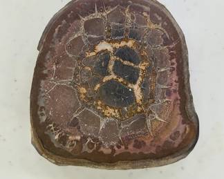 Dragonstone Septarian Nodule Geode 2 1/2"