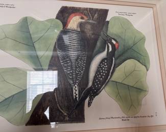 The Red Bellied Woodpecker by Mark Catesby