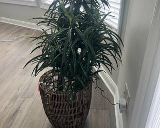 Indoor Plant