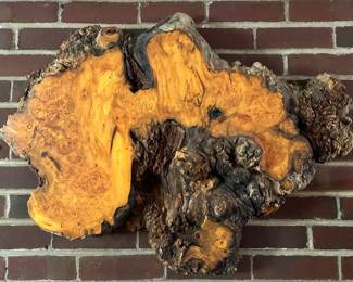 Burl Wood Wall Hanging