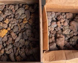 Coprolites A Massive Collection