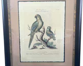 38. George Edwards Framed Print Of Plate XXII "The Golden-crowned Parrakeet and The Least Green and Blue Parrakeet" H 35" W 28.5" Deco Edge