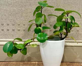 Baby Rubber Plant