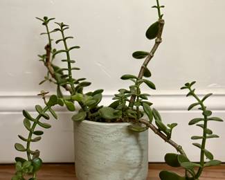Jade Plant