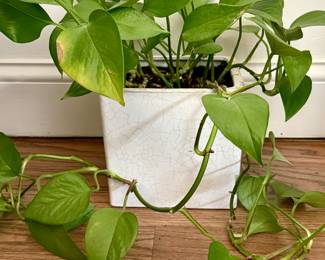Pothos Plant