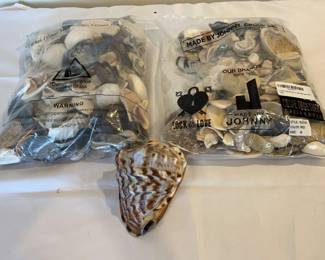 Collection of Seashells