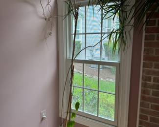 Spider plant