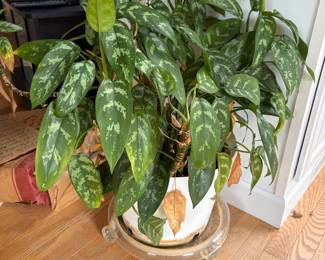 Plants