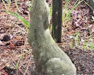 Howling dog concrete statue