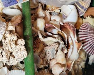 Large collection of gathered sea shells