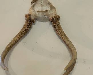Mounted Deer Antlers