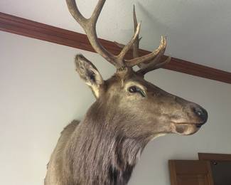 Elk mount!!