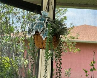 Hanging Plant