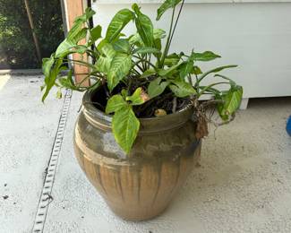Live Potted Plant