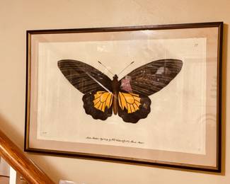 Large antique print of a moth