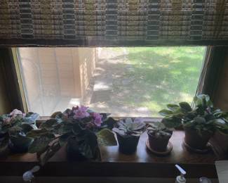 african violets