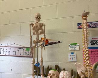 Desk top Anatomy / Skeleton