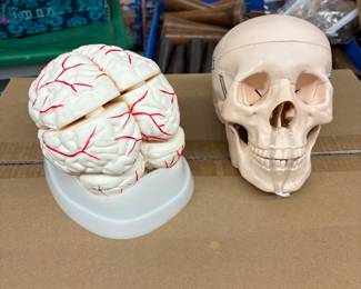 New in box Skull & Brain desktop teaching reference or Halloween crafts
