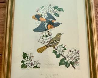 Framed and Matted "Baltimore Orioles and Apple Blossoms" by James Gordon Irving