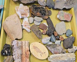 fossils and other collectibles