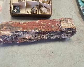 large piece of petrified wood