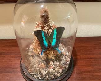 real butterfly decor