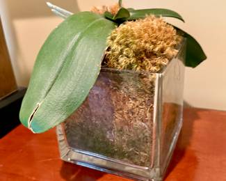 Orchid--real