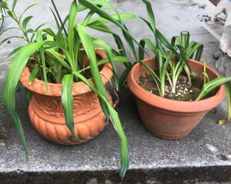 143 PairofGardenPotswithFoliage
