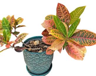 Outdoor Plant in Teal Ceramic Planter