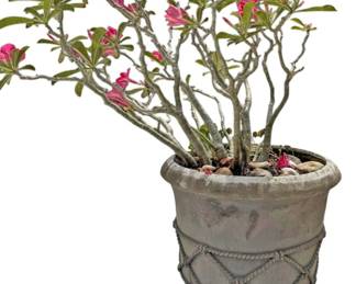 Outdoor Plant in Resin Planter