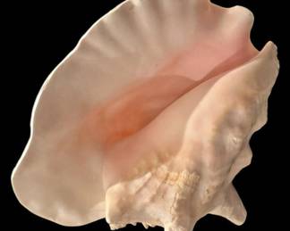 Large Natural Pink Conch Shell