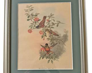 Framed Helianthea EOS, Gould Print