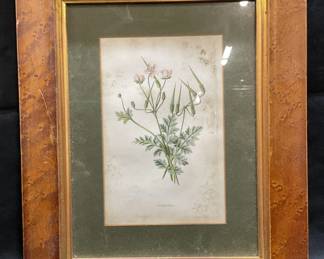 Antique Framed Botanical Chromolithograph