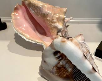 Beautiful shell decor