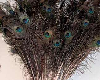Peacock Feathers