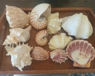 We sell seashells far from the seashore