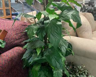 An Assortment Of Faux Plants, Ivy, Floral Arrangements, & OVERSIZED Trees