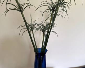 Cyperus alternifolius (Umbrella Papyrus)