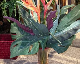 Birds of Paradise