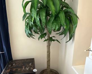 Mass Cane Dracaena Plant