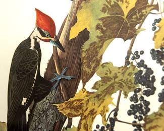 1040 Audubon Pileated Wood Pecker Detail