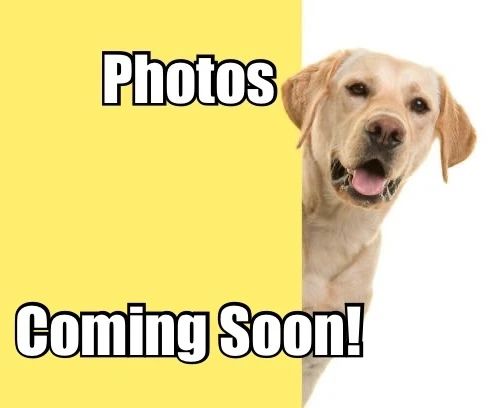 DogPeek