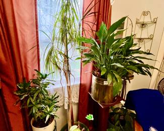 Live plants $5 -$25 each