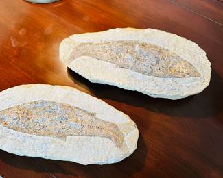 Fish fossil