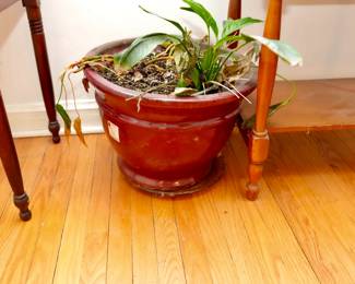 Potted Plant