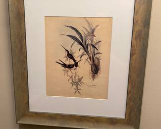 John Gould hand colored lithograph - hummingbird