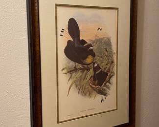 Pair of Audubon prints by John Gould - Birds of New Guinea